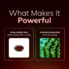 Rovina Astaxanthin 12mg Softgels